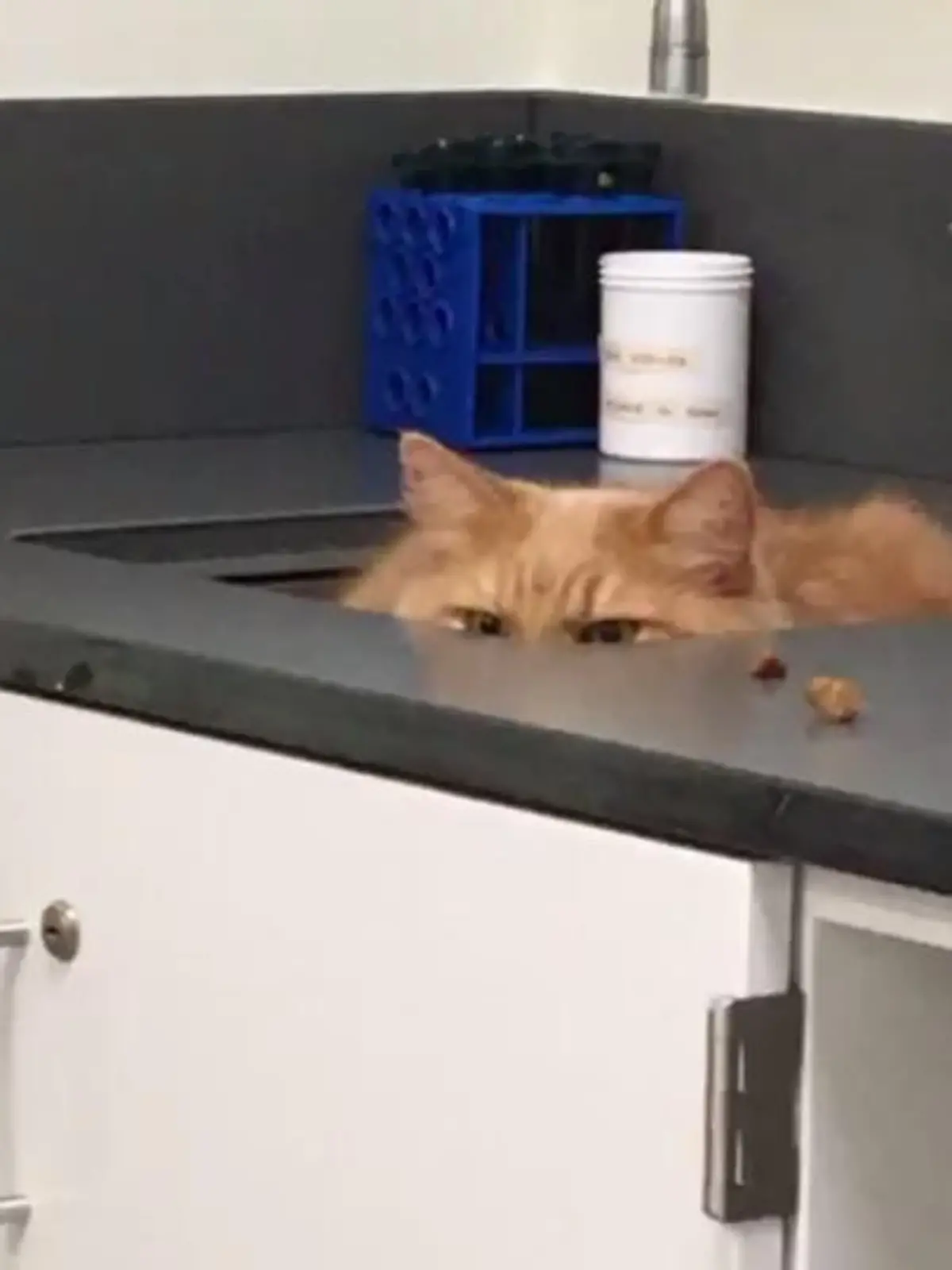 Bild zu: "Diese Katzen wollen NICHT zum Arzt"