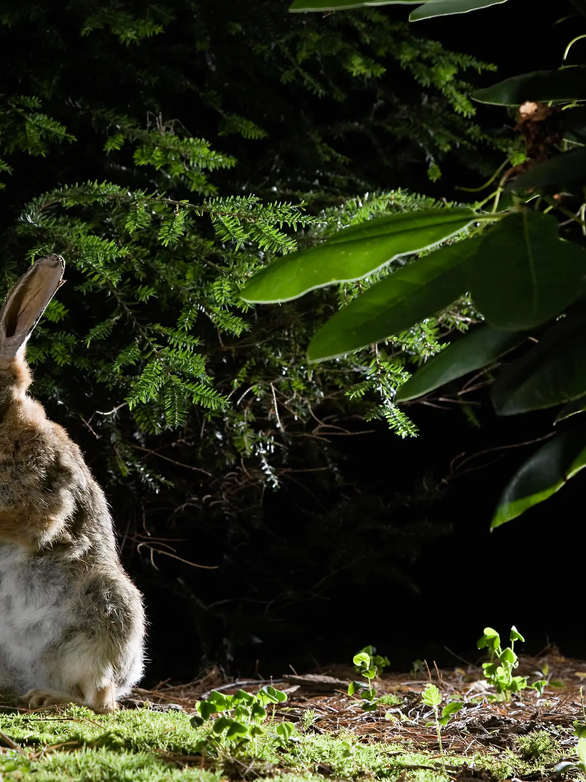Hase im Dunkeln