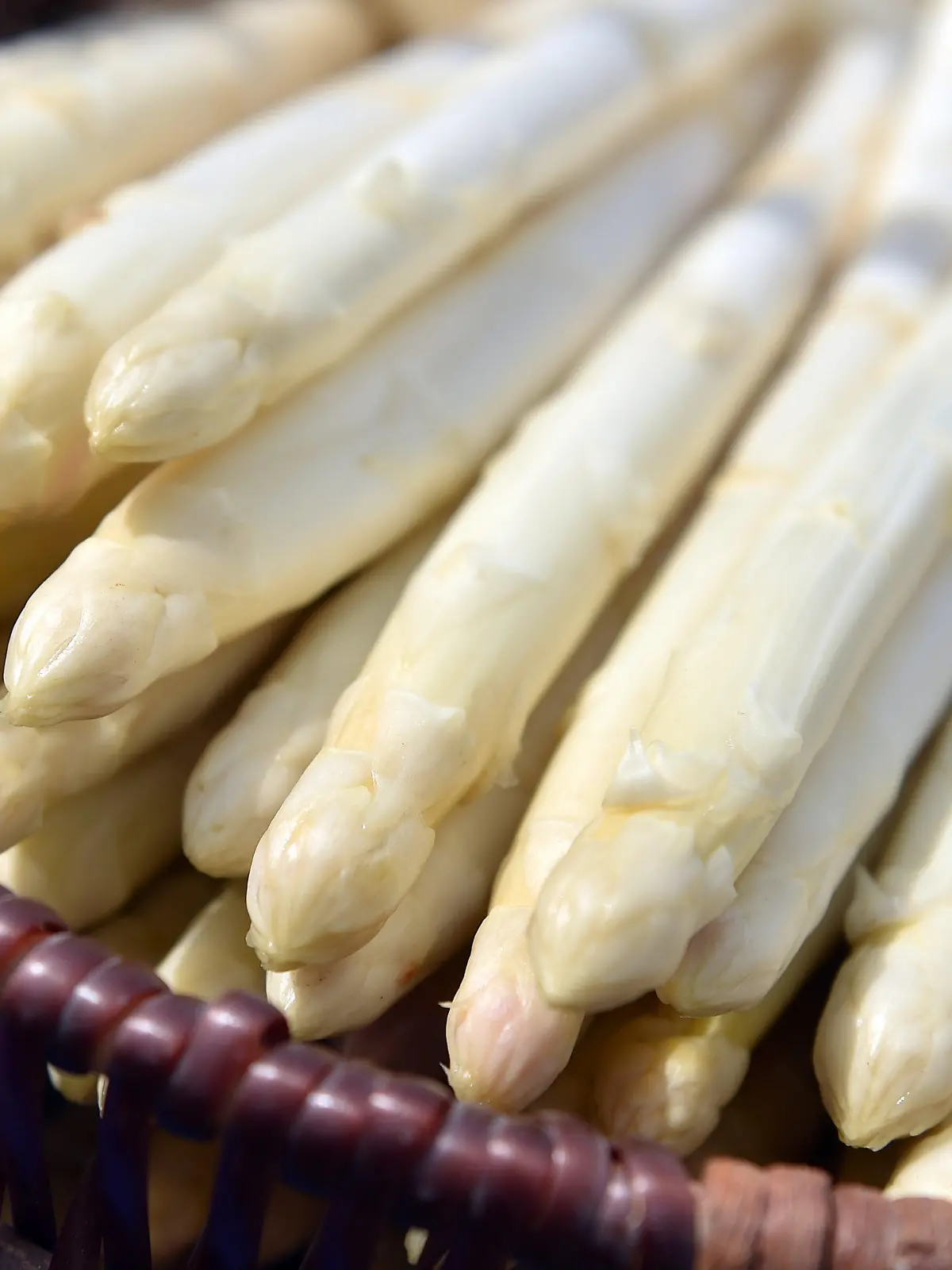 Frisch gestochener Spargel liegt am 13.04.2016 in einem Korb auf dem Feld des Geiseltaler Spargelhofes Hindorf in Langeneichstädt (Sachsen-Anhalt). Auf 30 Hektar reifen die Spargelstangen hier unter Folien im Freiland. Der Betrieb erwartet rund fünf Tonnen Ertrag pro Hektar. Als Regionallieferant vermarktet der Hof seinen Spargel auch in Supermärkten in der Region Halle. Foto: Hendrik Schmidt/dpa +++(c) dpa - Bildfunk+++