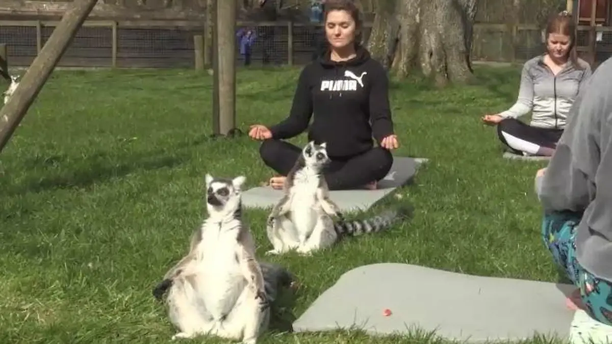 Lemuren machen mit bei einer Yogastunde