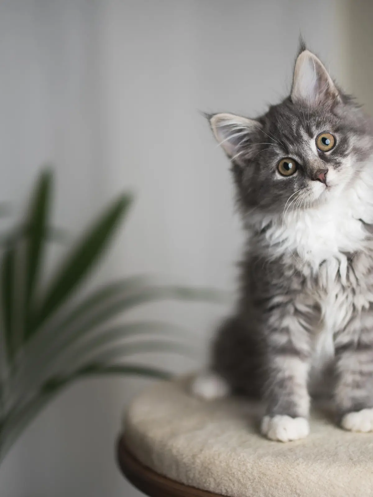 Und sie verstehen uns doch: Katzen kennen ihren Namen, haben Forscher aus Japan herausgefunden.