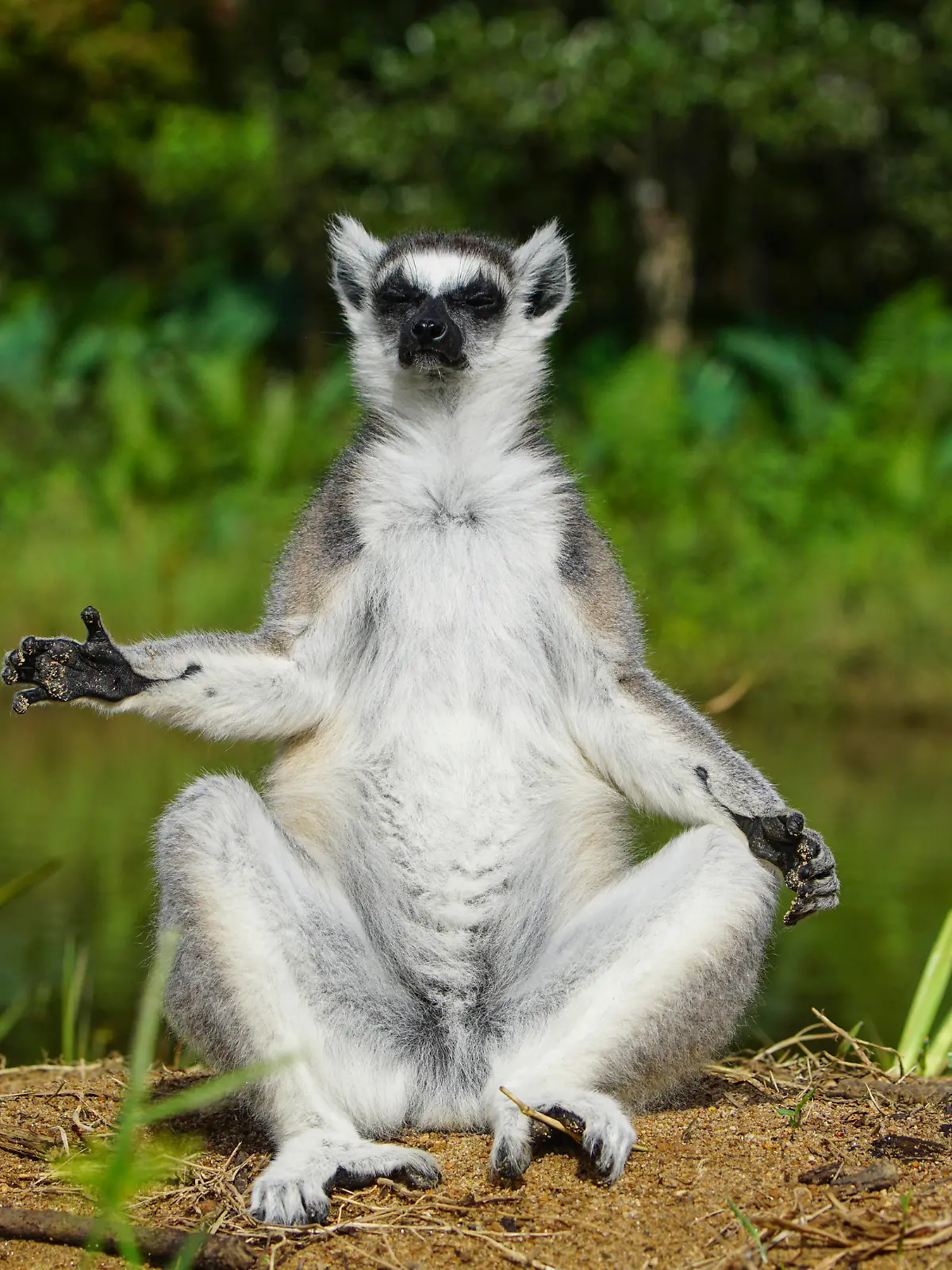 Lemur