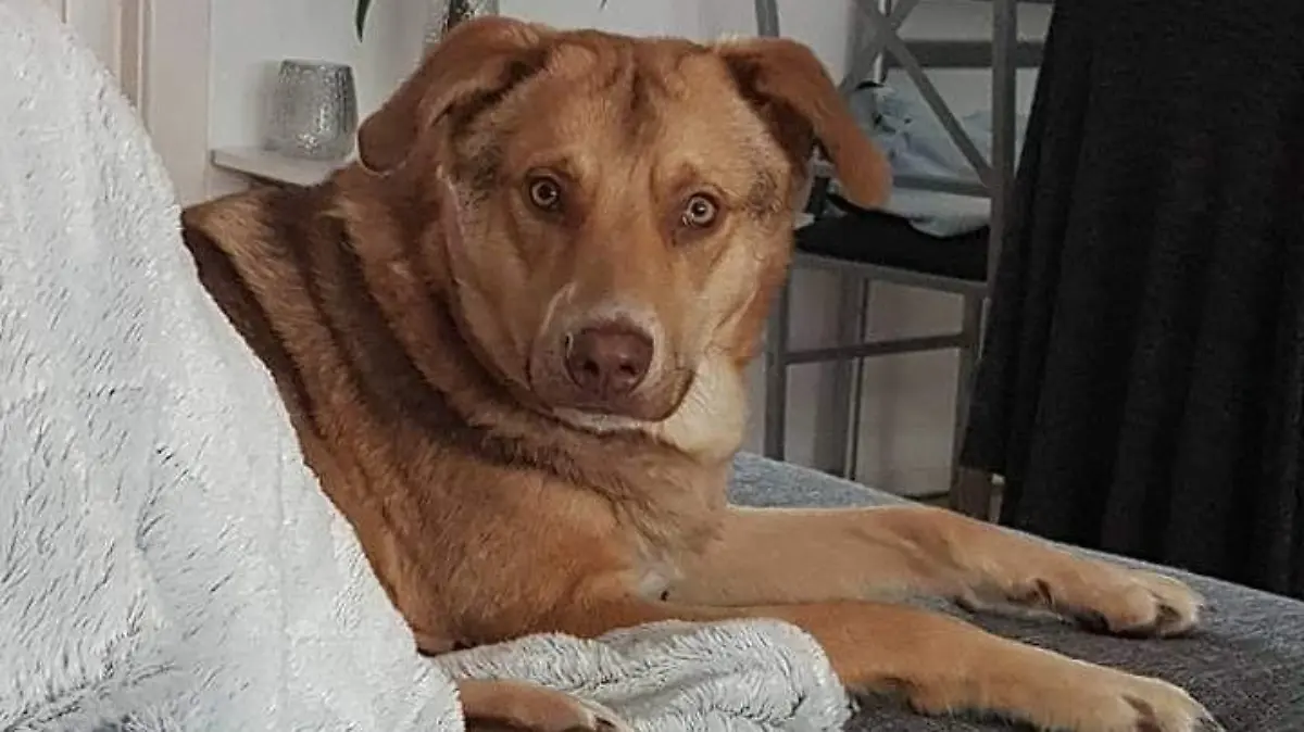 Hund Paulchen