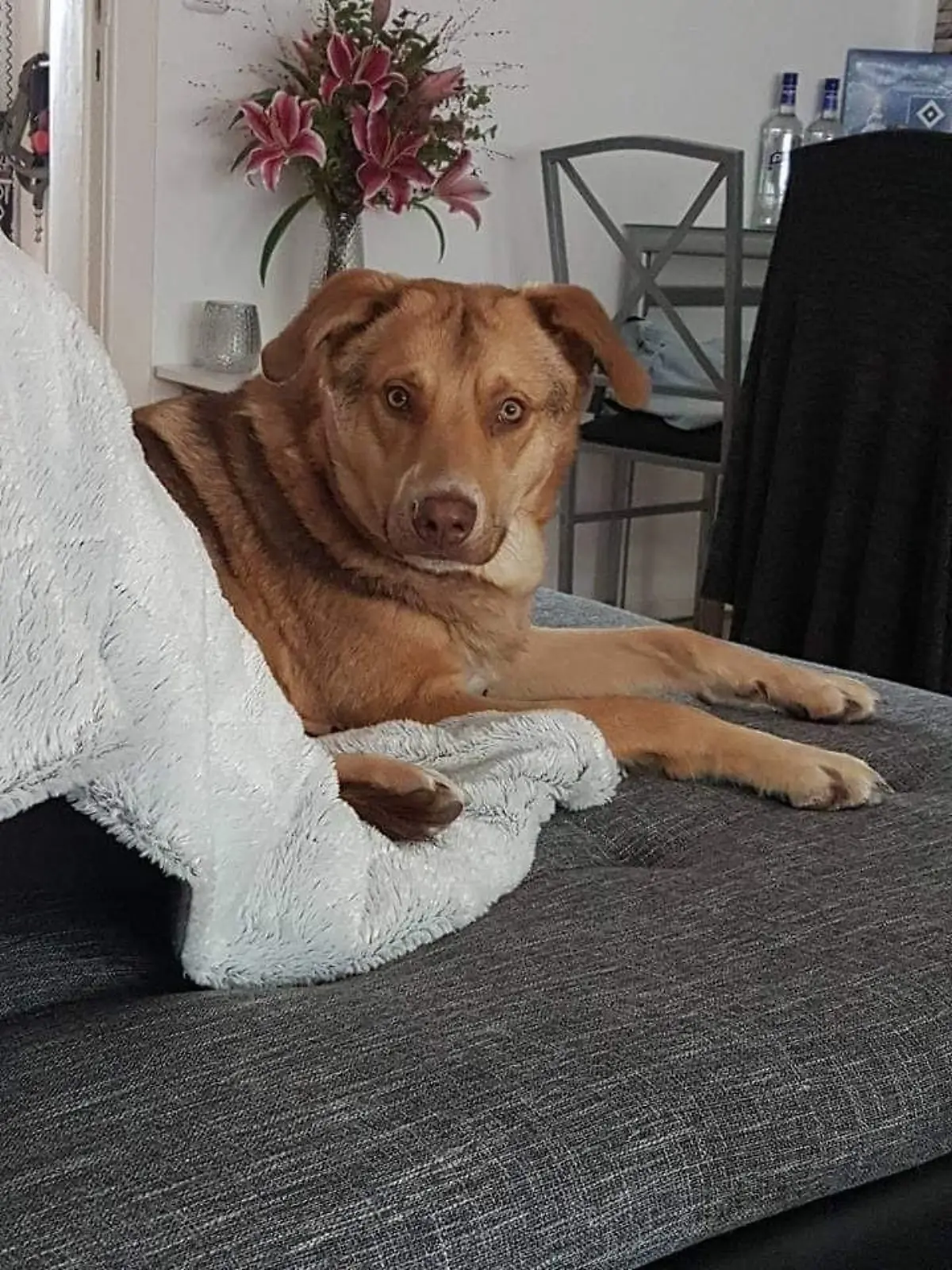 Hund Paulchen