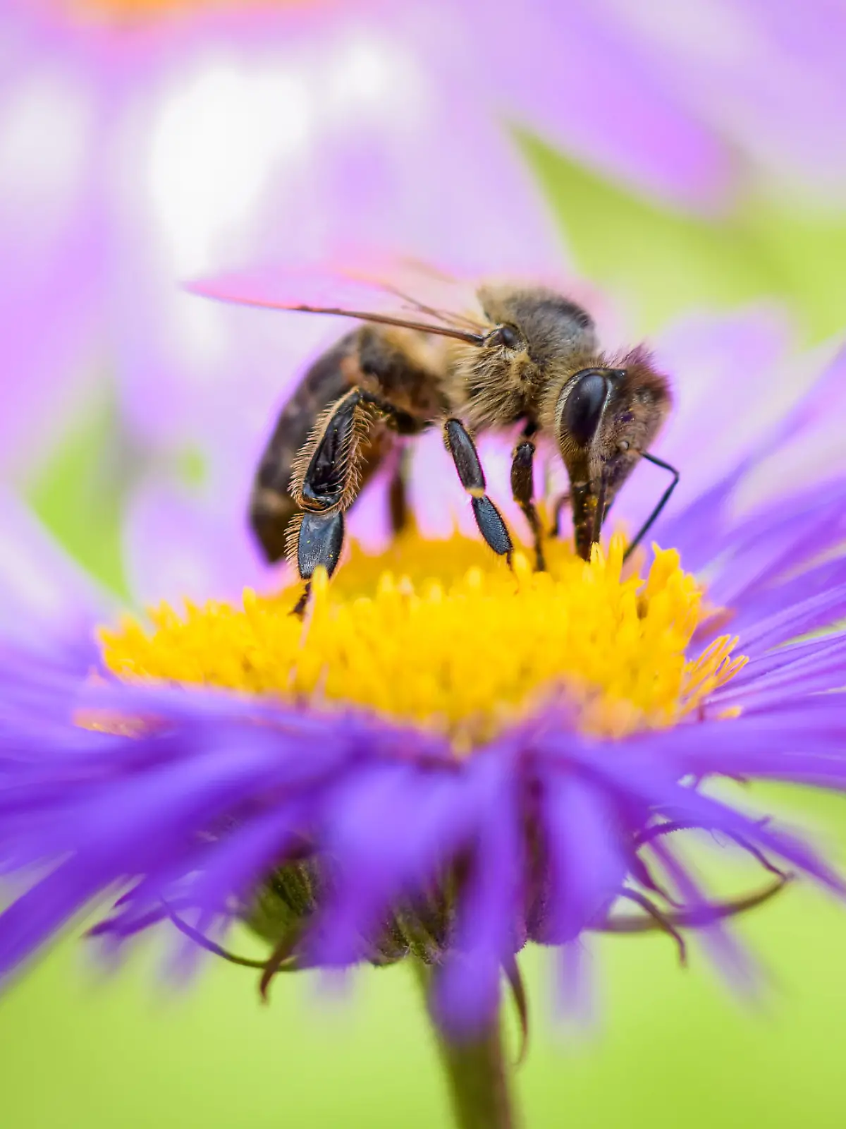 Biene auf einer lila Blüte