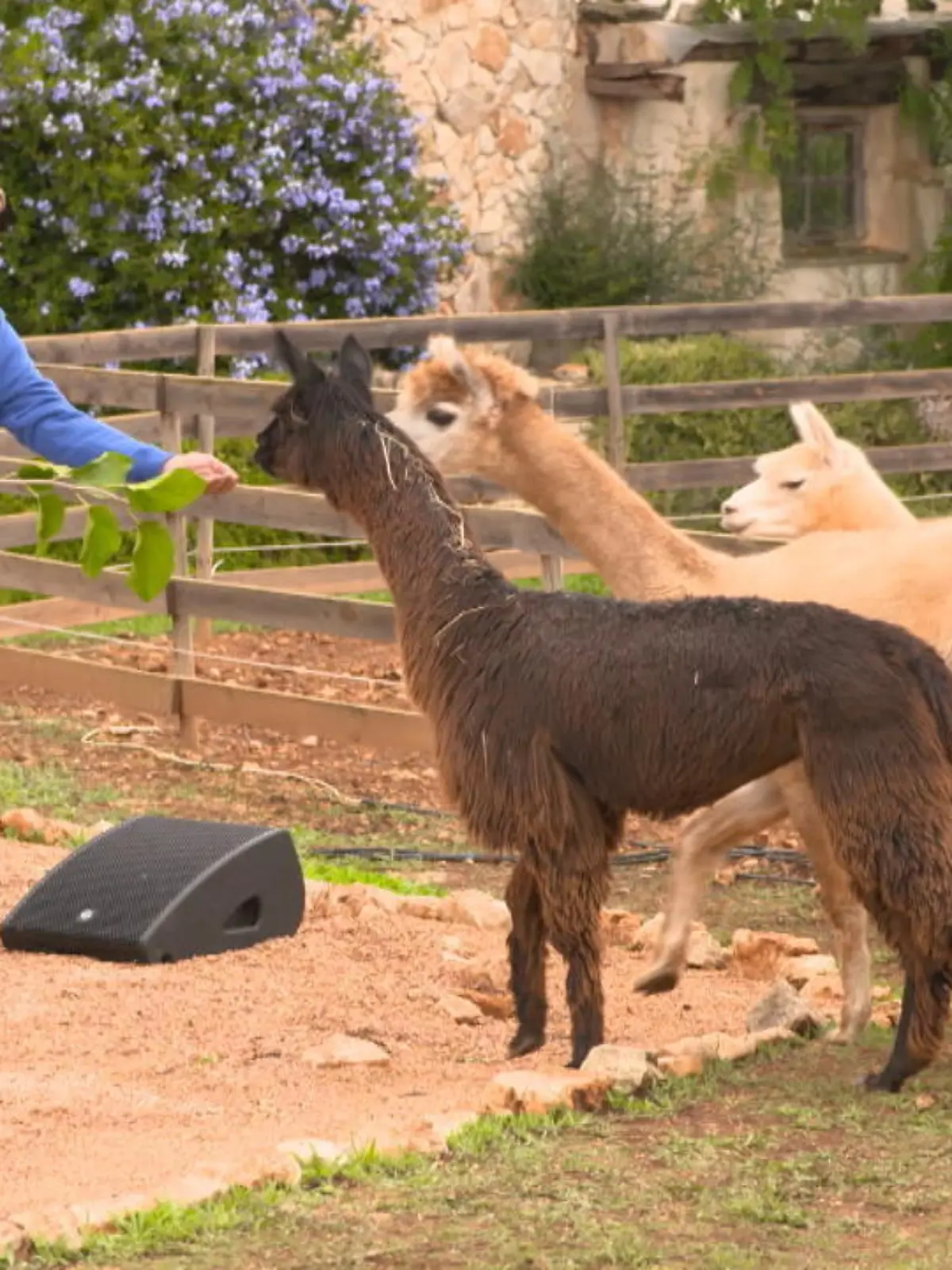 Es scheint als wäre DSDS von einer Alpaka-Invasion heimgesucht worden. Tatsächlich aber liegt das DSDS-Set auf Mallorca inmitten einer Alpaka-Farm - so kann das DSDS-Jury-Team mit den flauschigen Tieren einmal aus nächster Nähe Bekanntschaft machen!