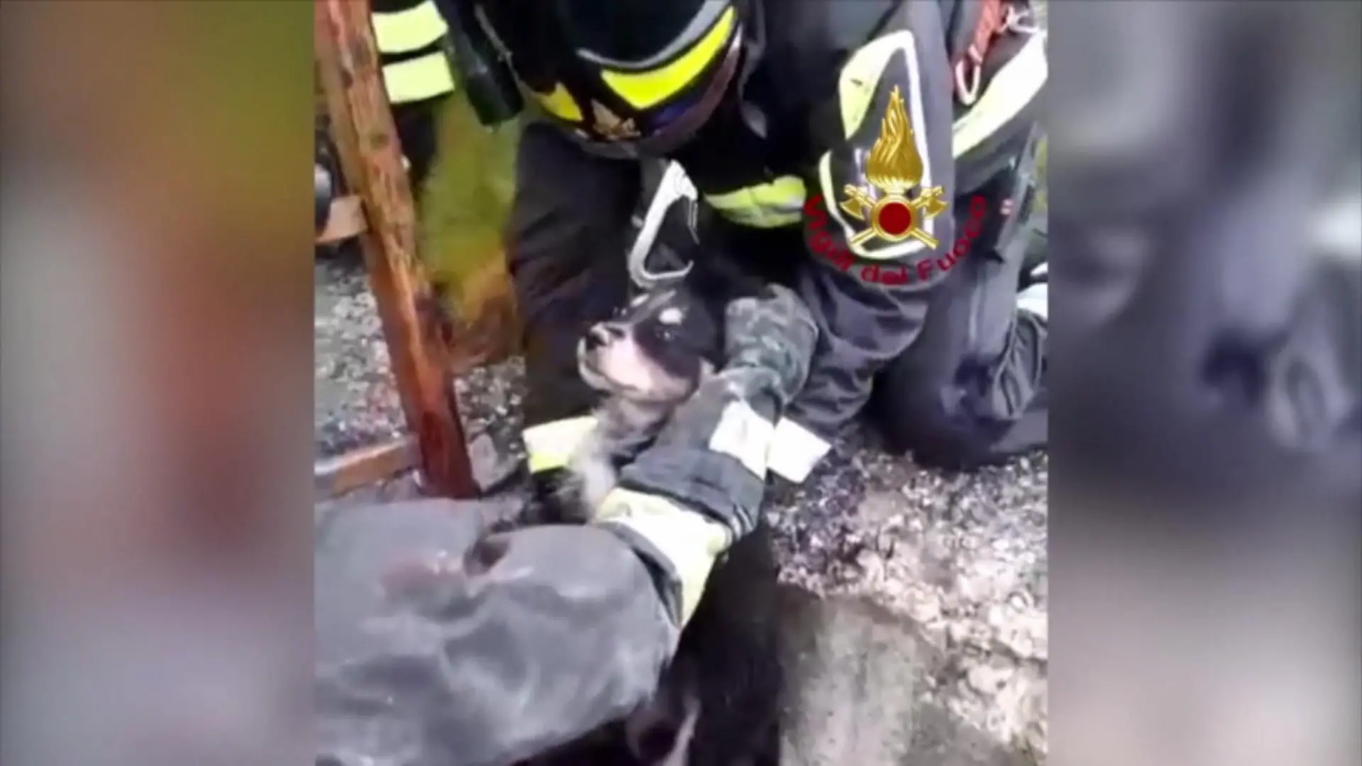 Feuerwehr rettet Welpen aus Brunnen Aus metertiefem Schacht