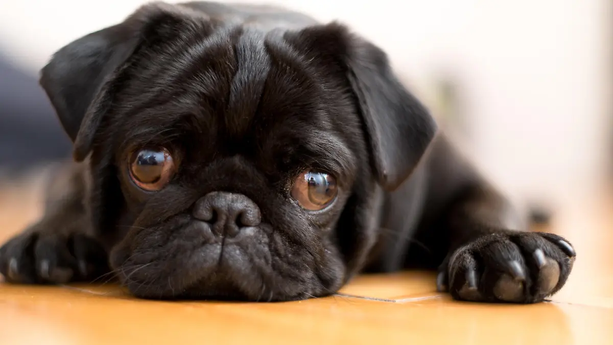 Schwarzer Mops