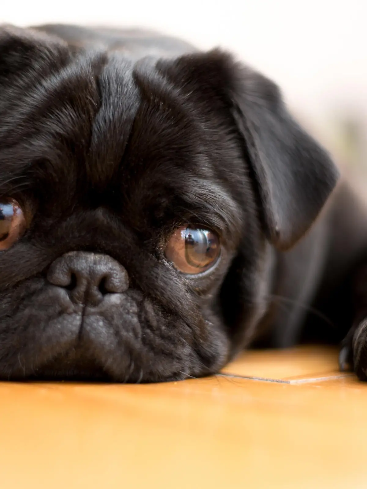 Schwarzer Mops