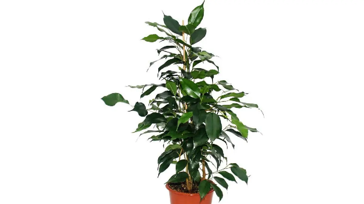 Ficus benjamina