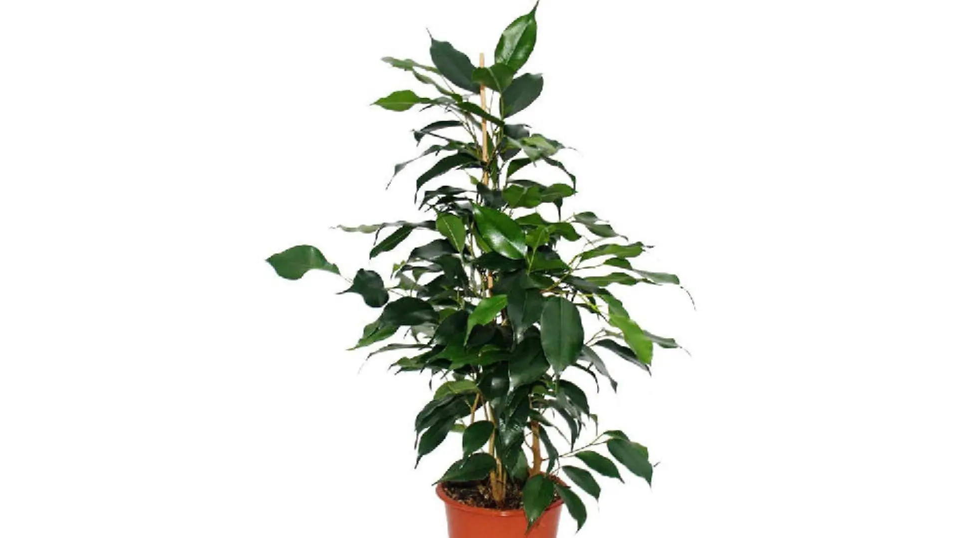 Ficus benjamina