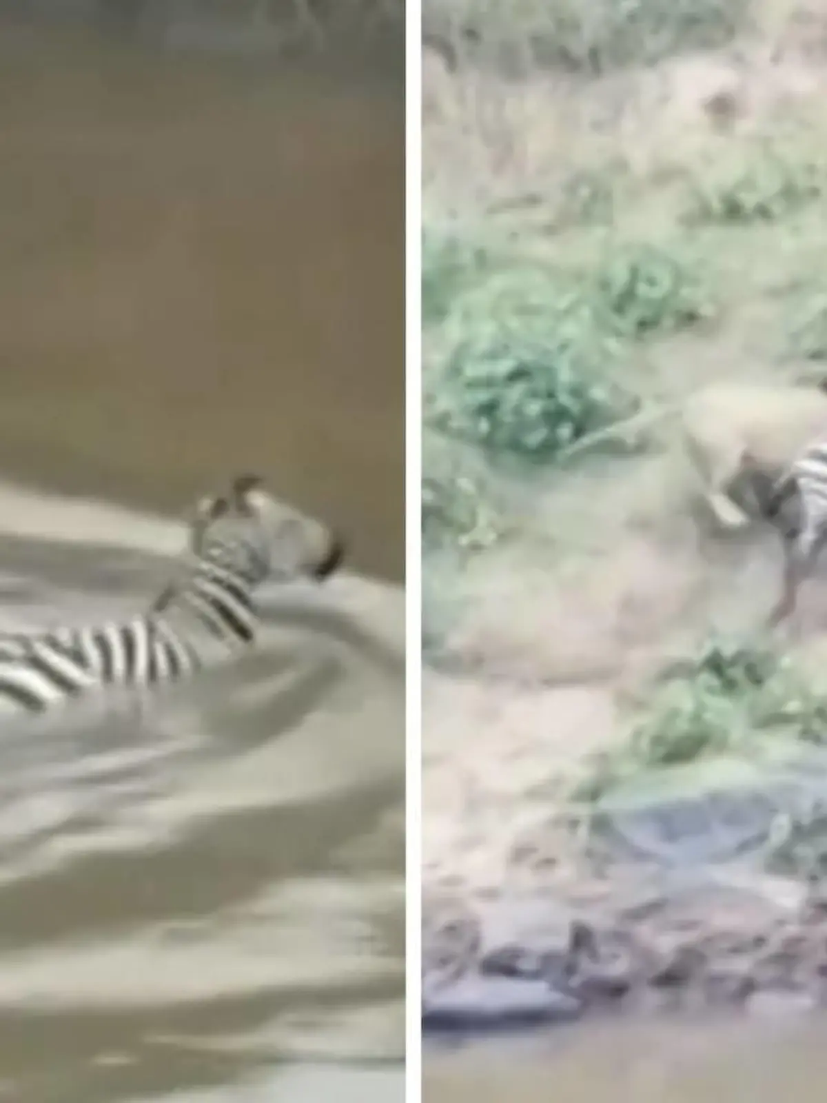 In Kenia greift ein Krokodil ein Zebra in einem Fluss an. Fast eine Stunde lang soll sich das Tier Augenzeugen zufolge gegen seinen Angreifer gewehrt haben - bis das Krokodil endlich von ihm ablässt. Doch in freier Wildbahn lässt der nächste Feind nicht lange auf sich warten: Am Ufer angekommen, pirscht ein Löwe heran und nutzt die Verletzung des Zebras eiskalt aus.