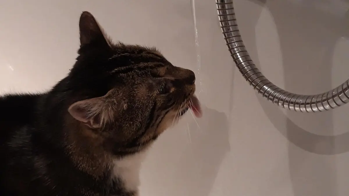 Katze trinkt aus Wasserhahn