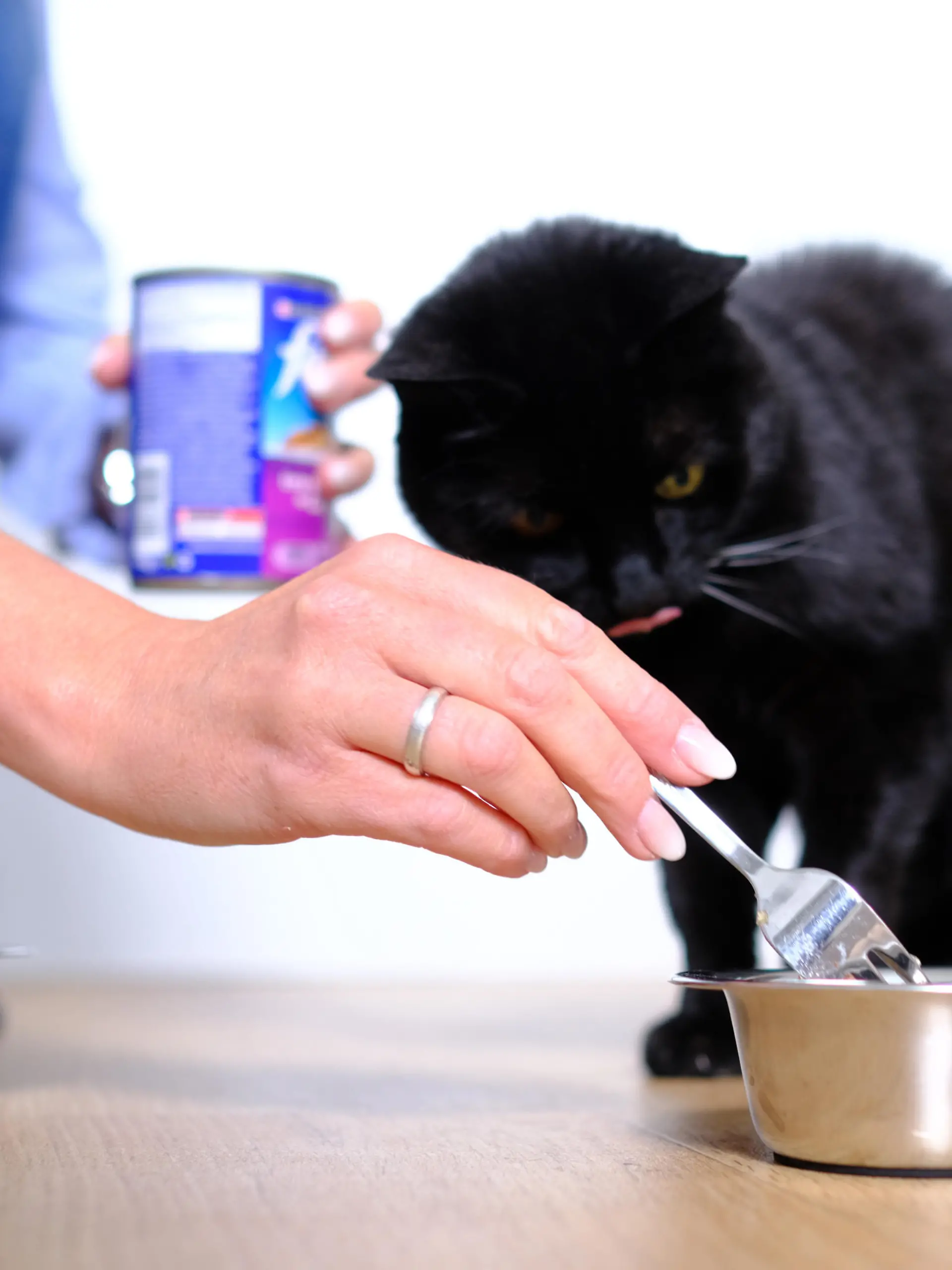 ILLUSTRATION - Eine Frau fuettert am 06.05.2019 in einer Wohnung in Syke (Niedersachsen) ihre Katze (gestellte Szene). Foto: Markus Hibbeler