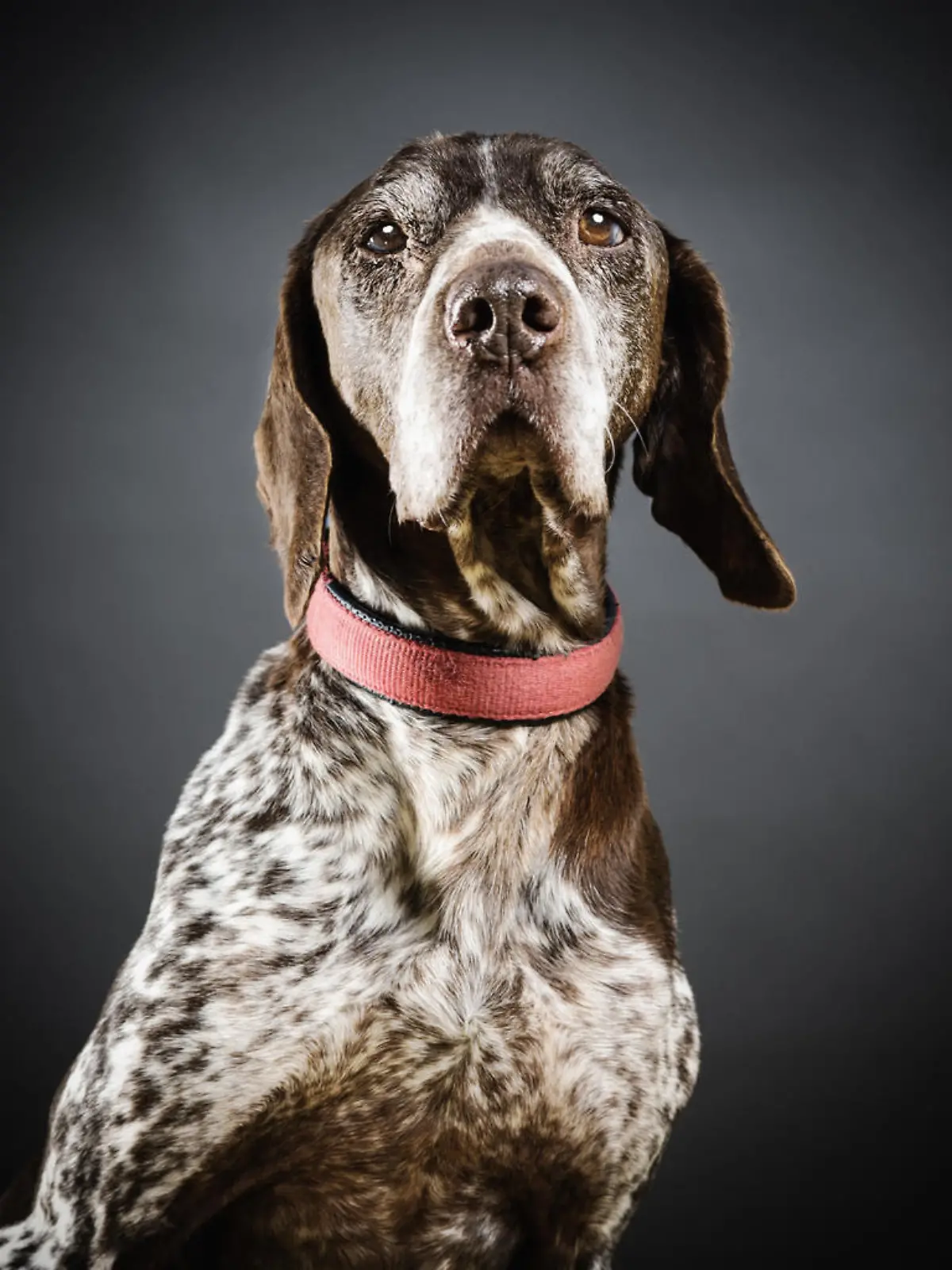 Deutsch Kurzhaar-Hund
