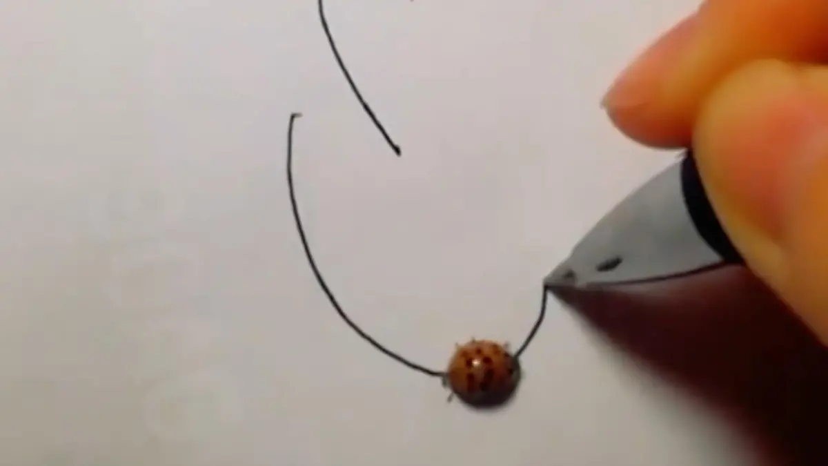 Dieser Marienkäfer folgt einer Tintenspur