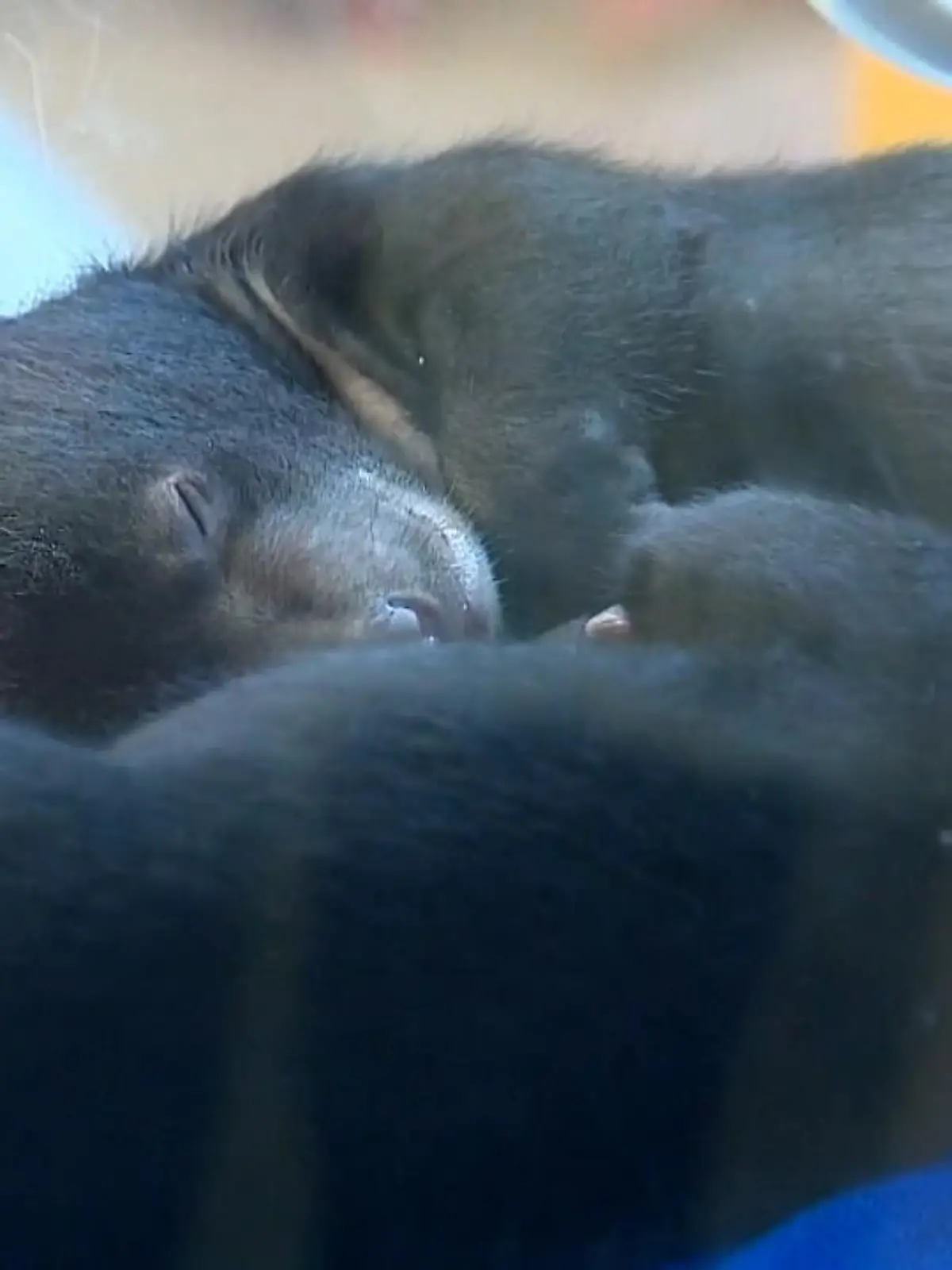 Zwei Mal doppelter Nachwuchs im Zoo von Guangzhou im Süden Chinas: 
erst 6 Wochen alt können die beiden Schwarzbären gerade so die Augen öffnen. Die pelzigen Babys sind der erste Wurf ihrer Mutter und bekommen deshalb besondere Aufmerksamkeit von den Pflegern. 
Und auch diese Zwillinge zeigen sich jetzt den Touristen: die beiden Malaienbären sind schon 6 Monate alt und schlabbern mit ihrer langen Zunge Honig aus extra präparierten Röhrchen.