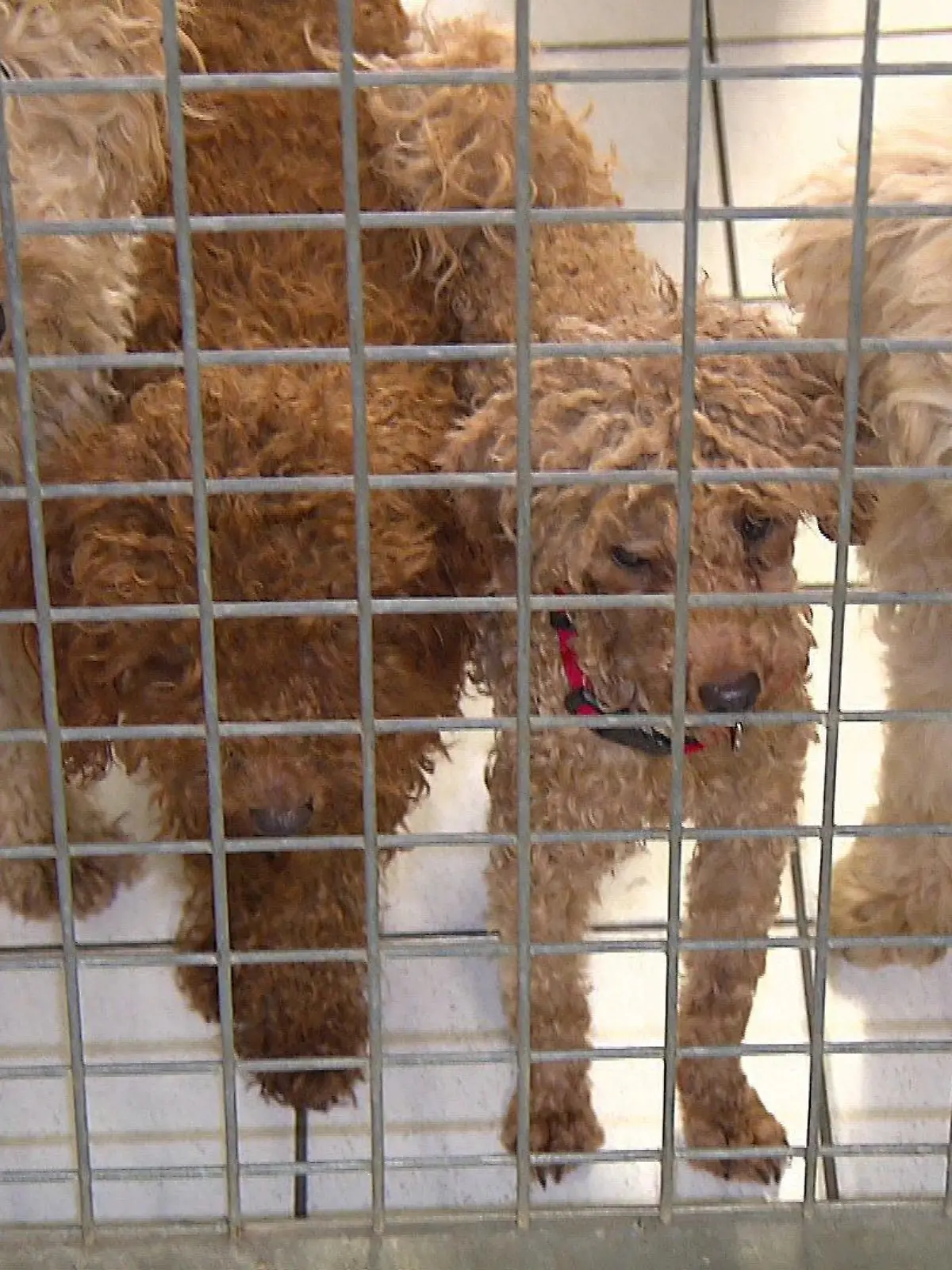 Hunde im Tierheim Alsfeld