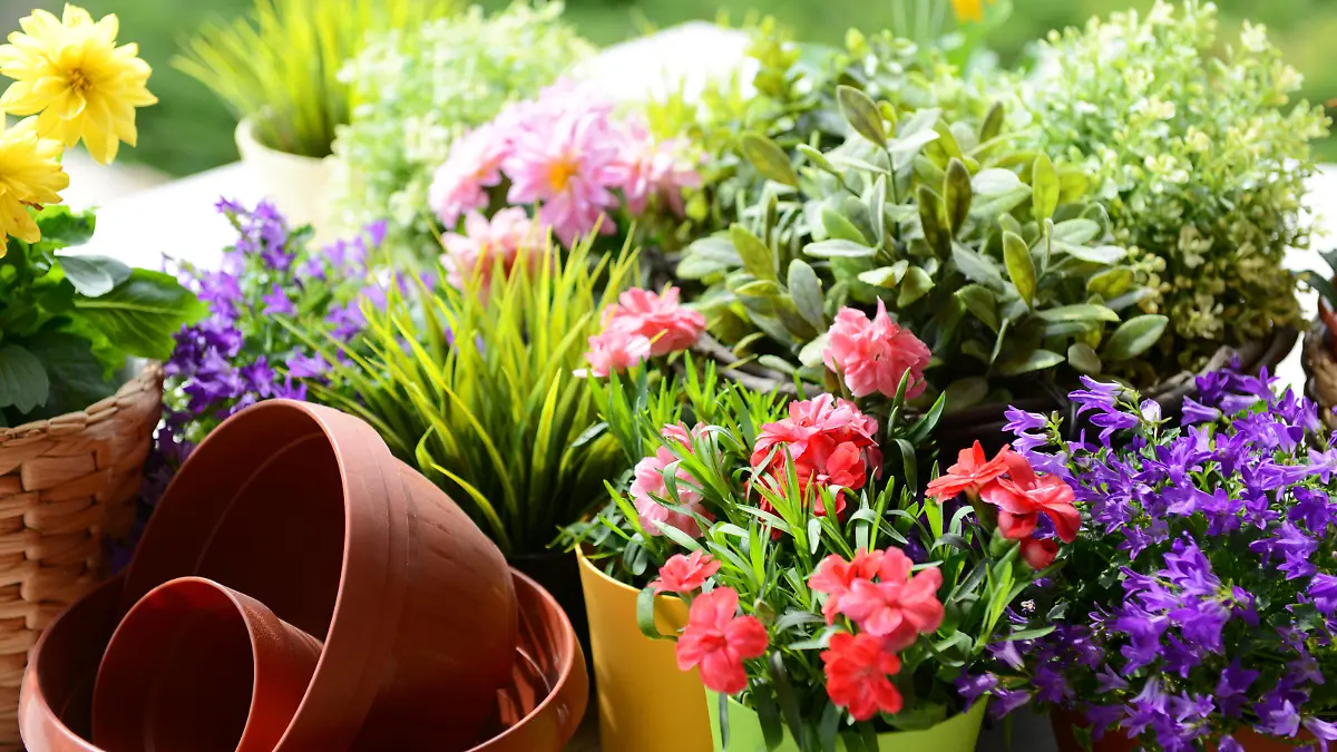 flowers in the gardenhttp://s44.radikal.ru/i104/1305/8d/0af9438704bf.jpg