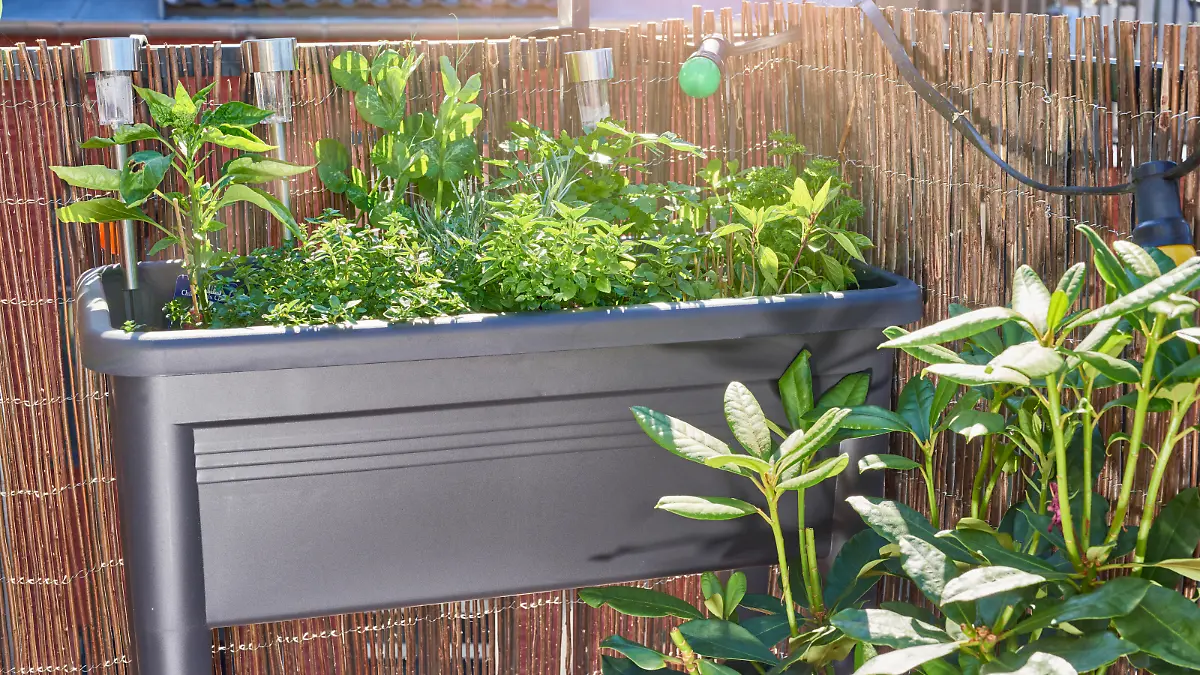 Growing organic vegetables on the balcony