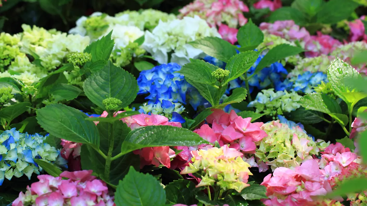 hortensia flowers as very nice natural background