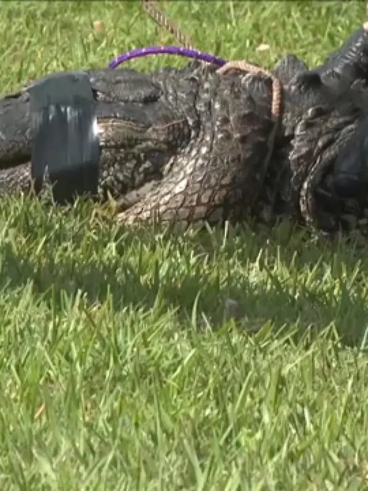 Ihren beherzten Einsatz bezahlte sie mit dem eigenen Leben: Im US-Bundesstaat Florida ist eine 85-jährige Frau von einem Alligator angegriffen und getötet werden. Dabei wollte sie nur ihren geliebten Hund vor dem Raubtier retten. Ihr Vierbeiner überlebte die Attacke. Eine Nachbarin erzählt jetzt, wie sie den schrecklichen Vorfall miterlebt hat.