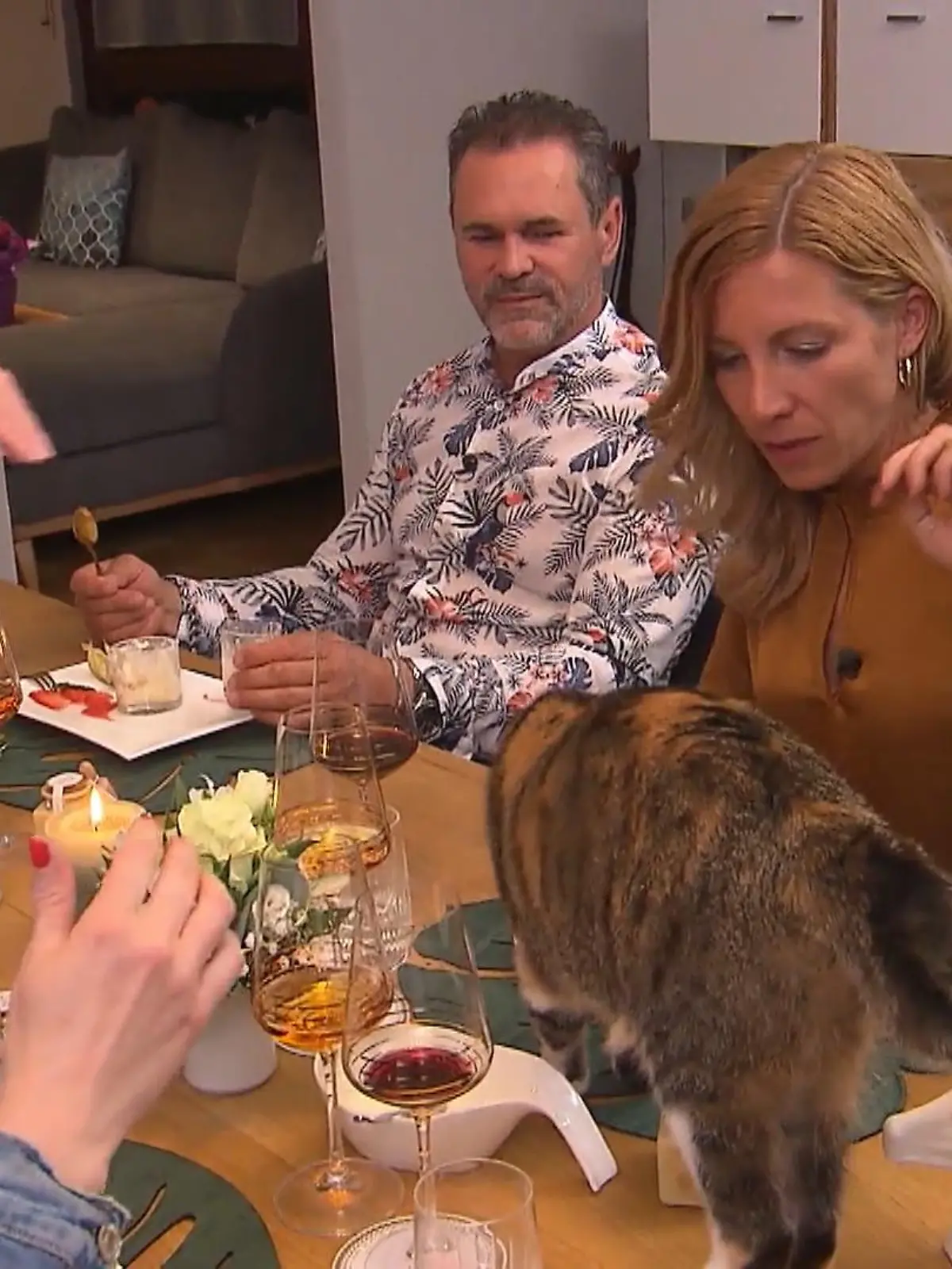 Bild zu: "Katzen sind nicht jedermanns Sache - besonders nicht auf Dinner-Tischen"
