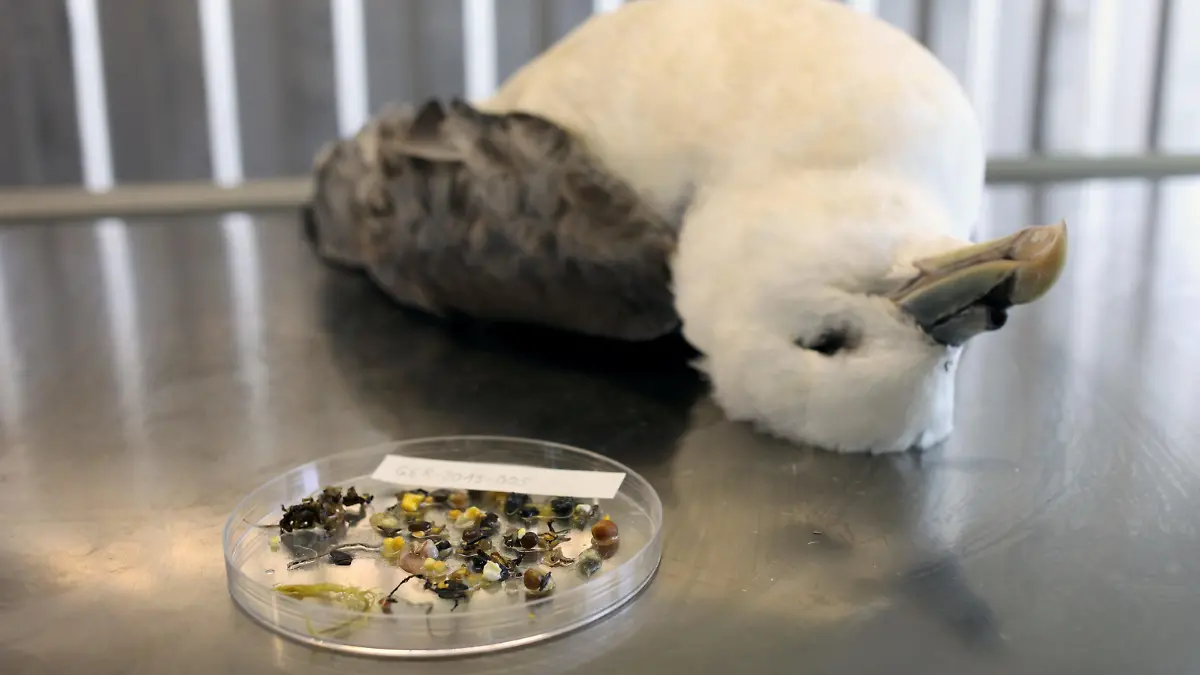 Toter Eisvogel nebst Plastikmüll