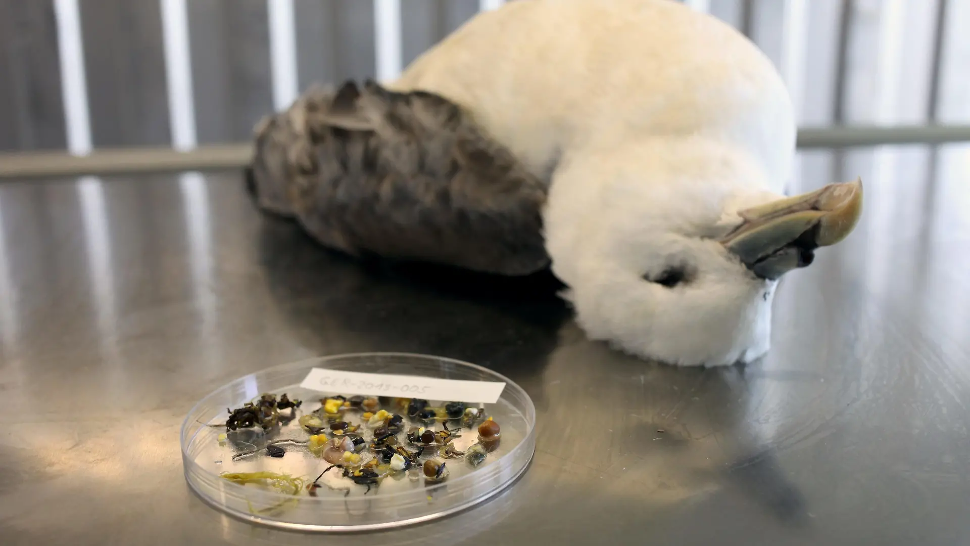 Toter Eisvogel nebst Plastikmüll