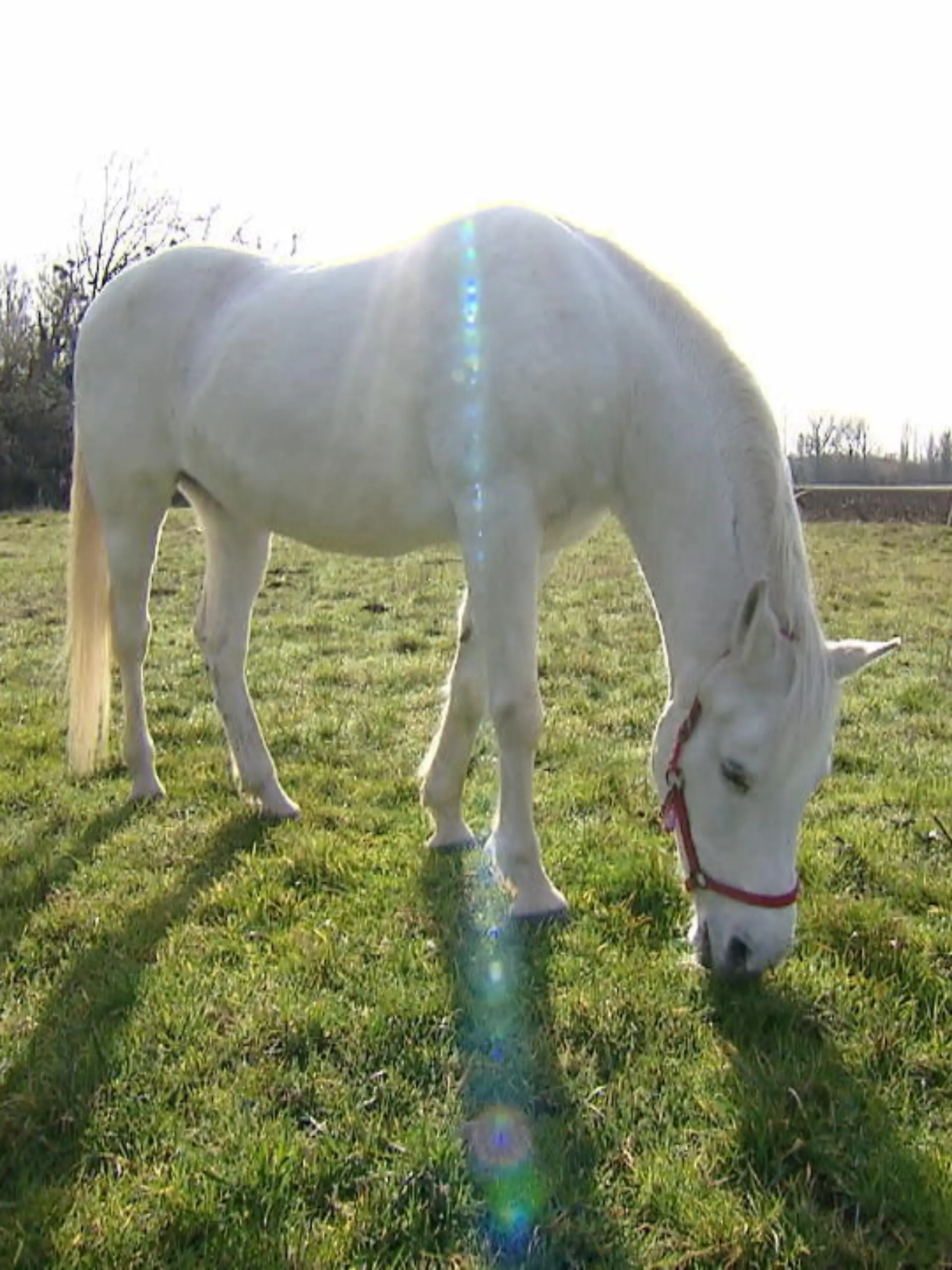 Bild zu: "Pferd Jenny spaziert durch Fechenheim"
