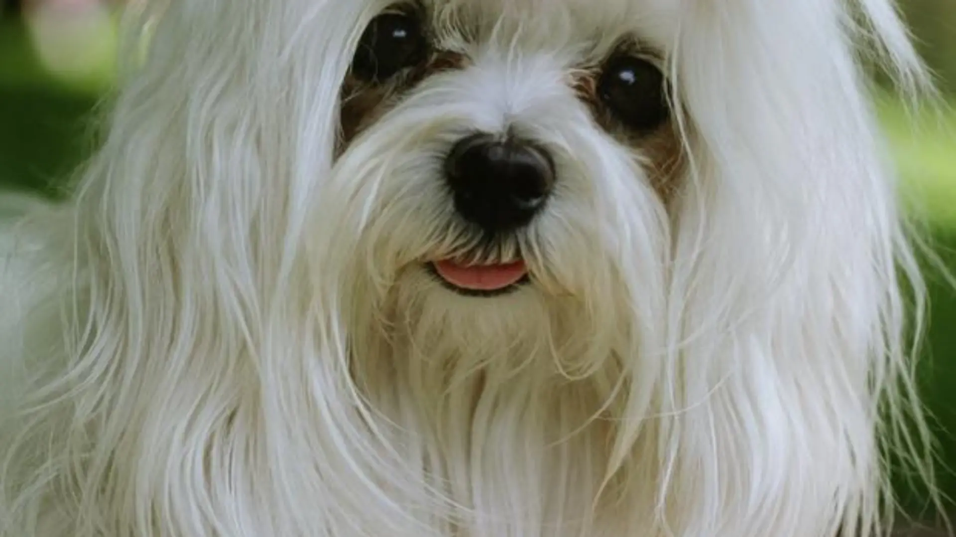 Ein weißer Yorkshire Terrier mit rosa Schleife.