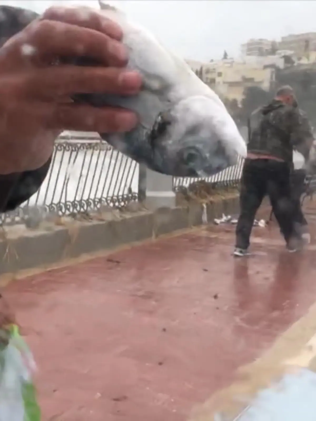 Bild zu: "Es regnet Fische auf Malta"