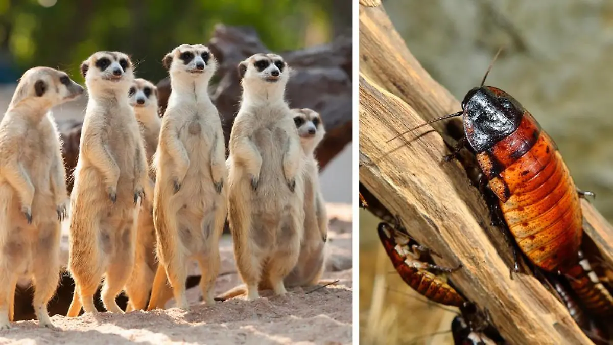 Verhassten Ex-Partner als Kakerlake verfüttern Rachespaß im Tierpark