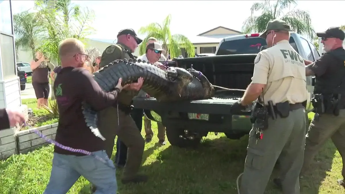 Alligator tötet Frau Florida