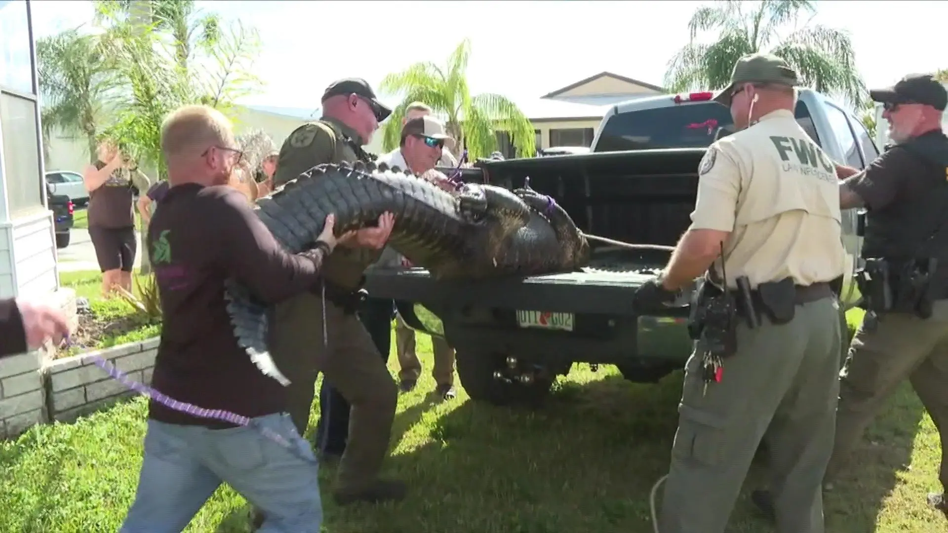 Alligator tötet Frau Florida