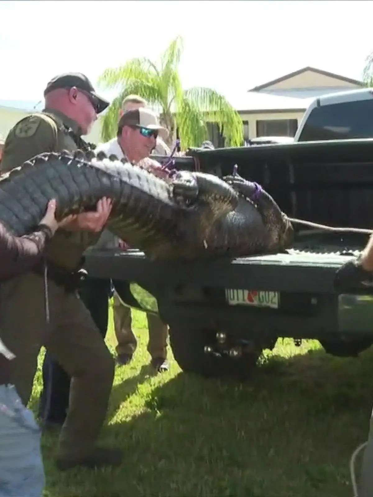 Alligator tötet Frau Florida