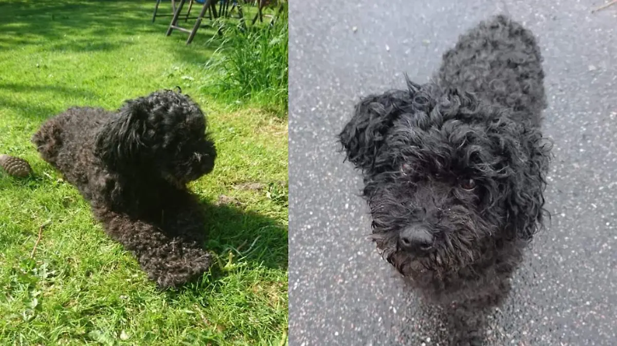 Seit Hundedame Manó an Demenz leidet, braucht sie mehr Betreuung.
