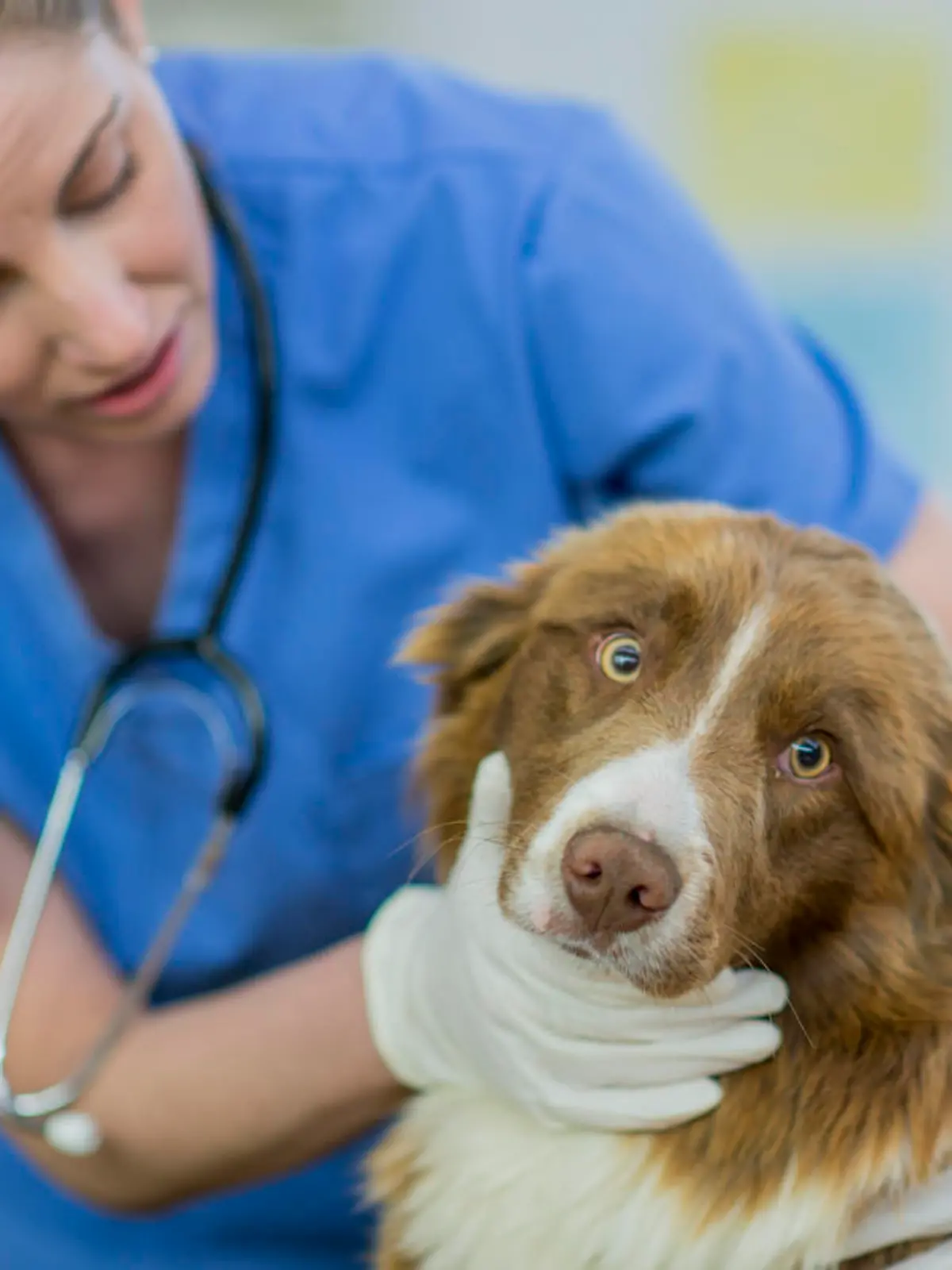 Demenz bei Hunden