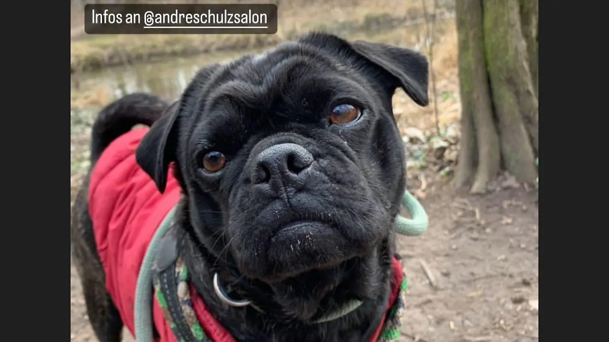 Hund draußen
