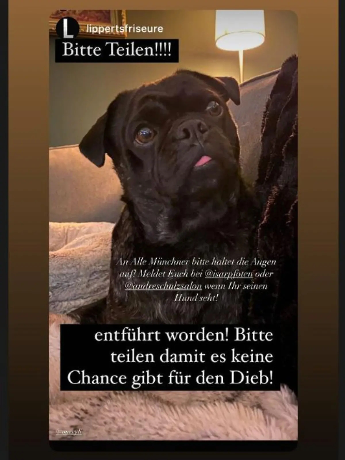 Hund auf Sofa
