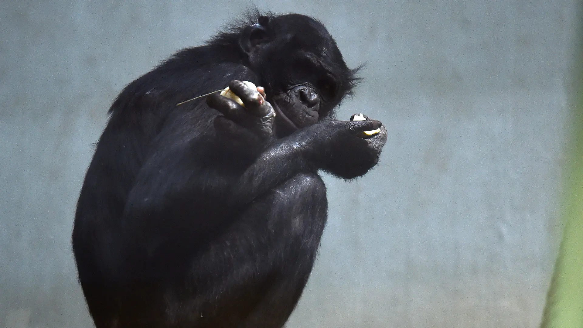 30.01.2019, Nordrhein-Westfalen, Wuppertal: Bonobo-Affe Bili in seinem Auszeit Gehege im Wuppertaler Zoo. Bili war im November vergangenen Jahres aus Frankfurt nach Wuppertal gekommen und sollte dort für Nachwuchs sorgen. Er wird von seiner neuen Gruppe bislang aber nicht akzeptiert. Gemeinsam mit anderen Affen werde er von den Aggressoren der Gruppe zeitweise getrennt, erklärte der Zoo am Dienstag. Dies zeige die erhoffte Wirkung: Die Aggressionen gegen Bili hätten nachgelassen und es seien vermehrt positive Sozialkontakte zwischen ihm und anderen Bonobos zu beobachten. Foto: Caroline Seidel/dpa +++ dpa-Bildfunk +++