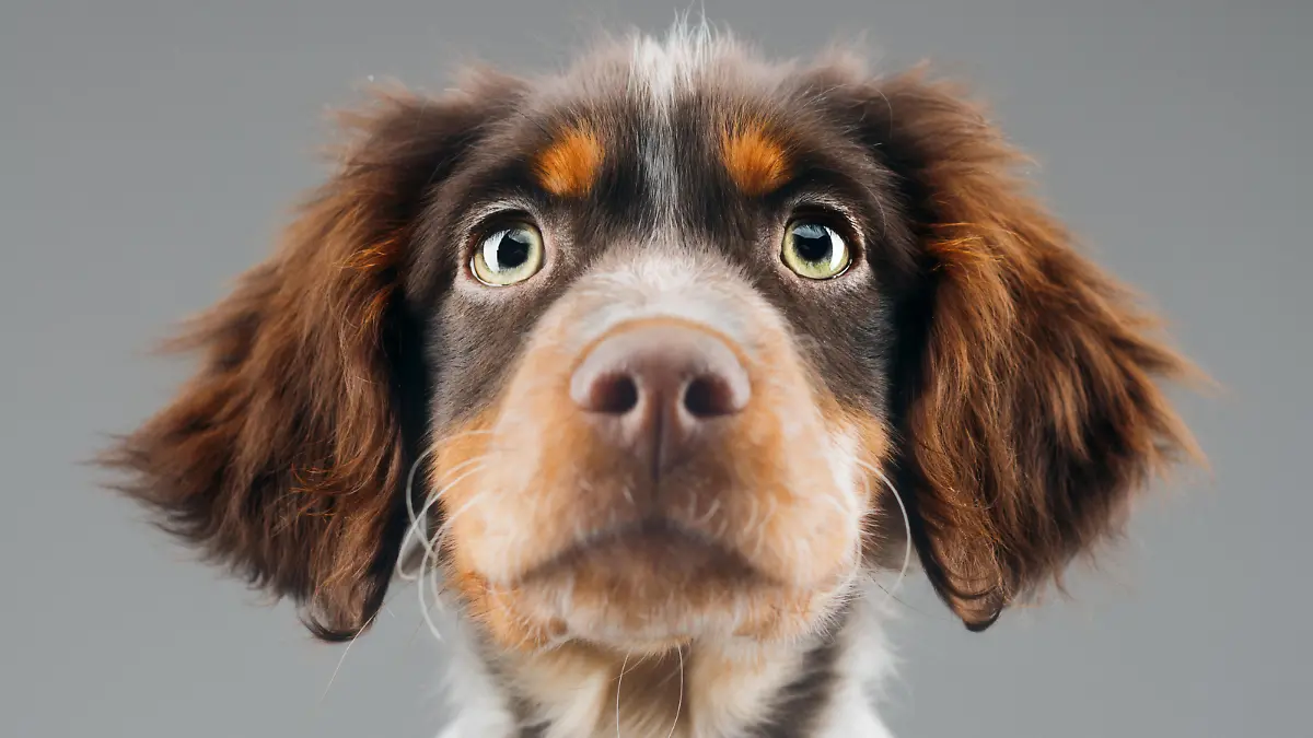 Hund