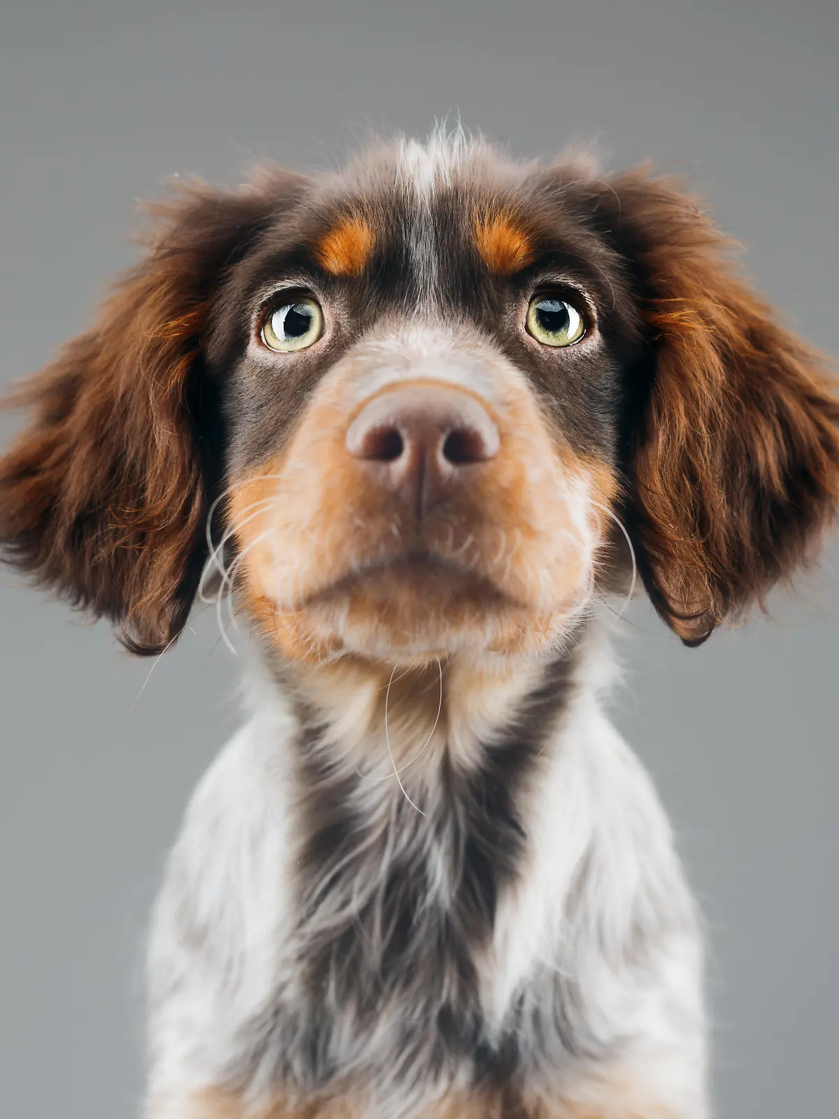 Hund