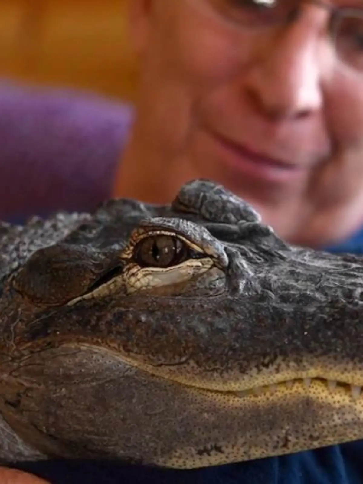 Bild zu: "Alligator Wally hilft bei Depression"