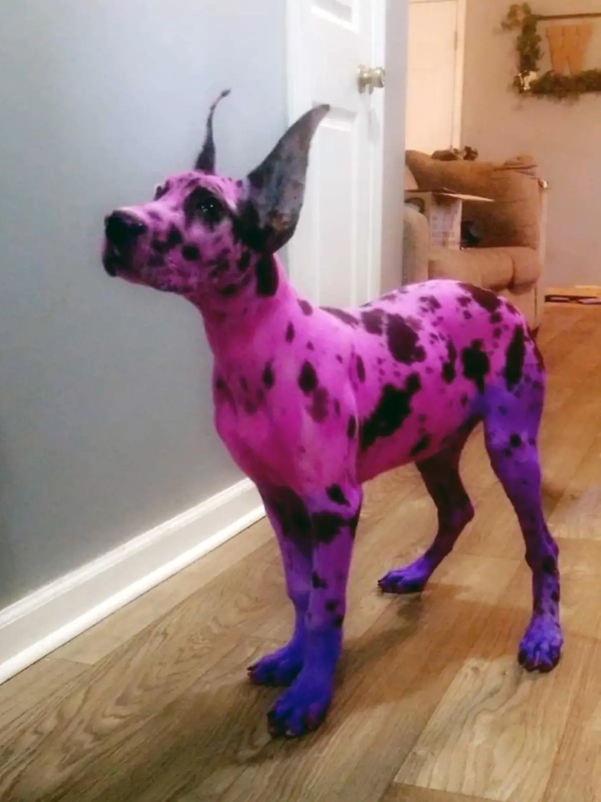 Pink Dogge Drama
