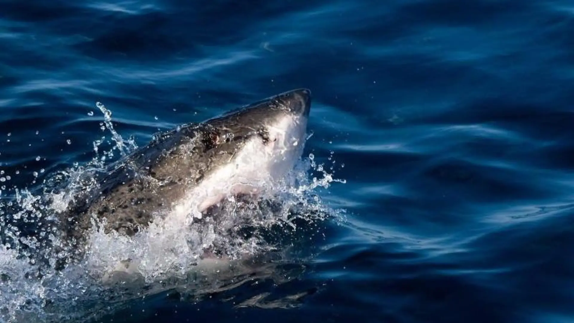 Vor der Karibikinsel Aruba ist ein Schiffbrüchiger von einem Hai getötet worden. Foto: Franck Robichon / Symbolbild
