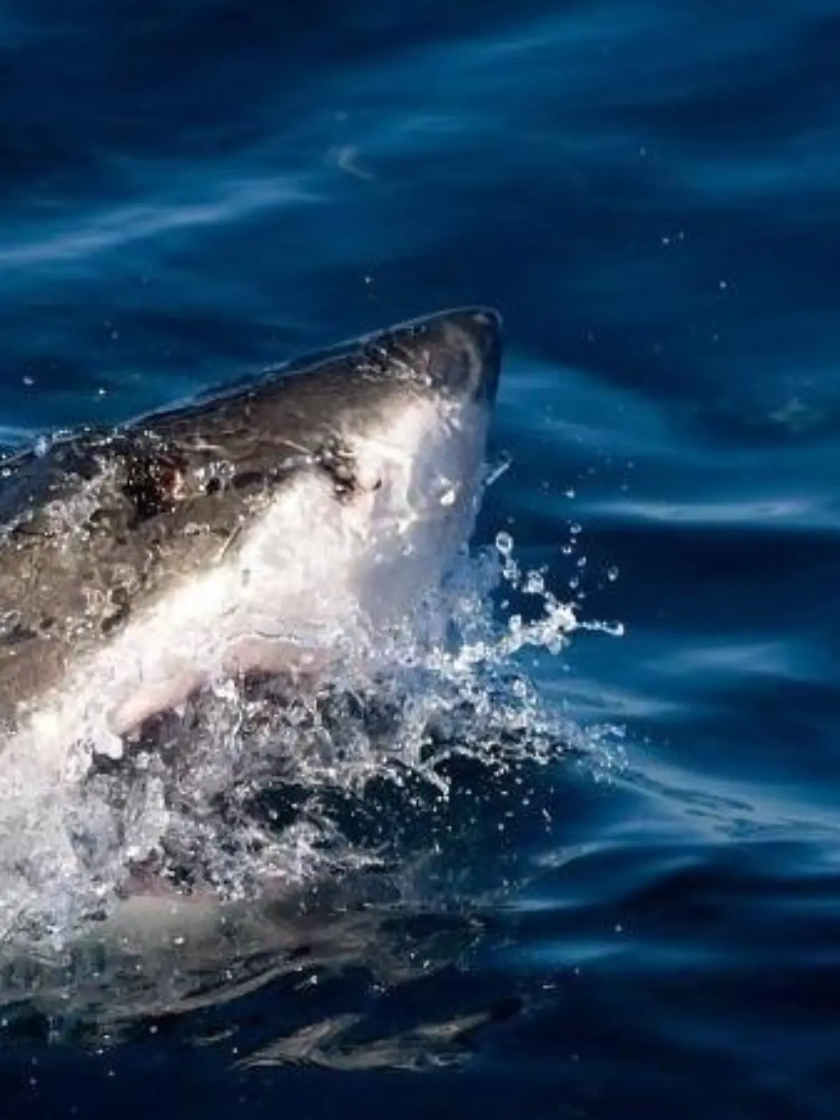 Vor der Karibikinsel Aruba ist ein Schiffbrüchiger von einem Hai getötet worden. Foto: Franck Robichon / Symbolbild
