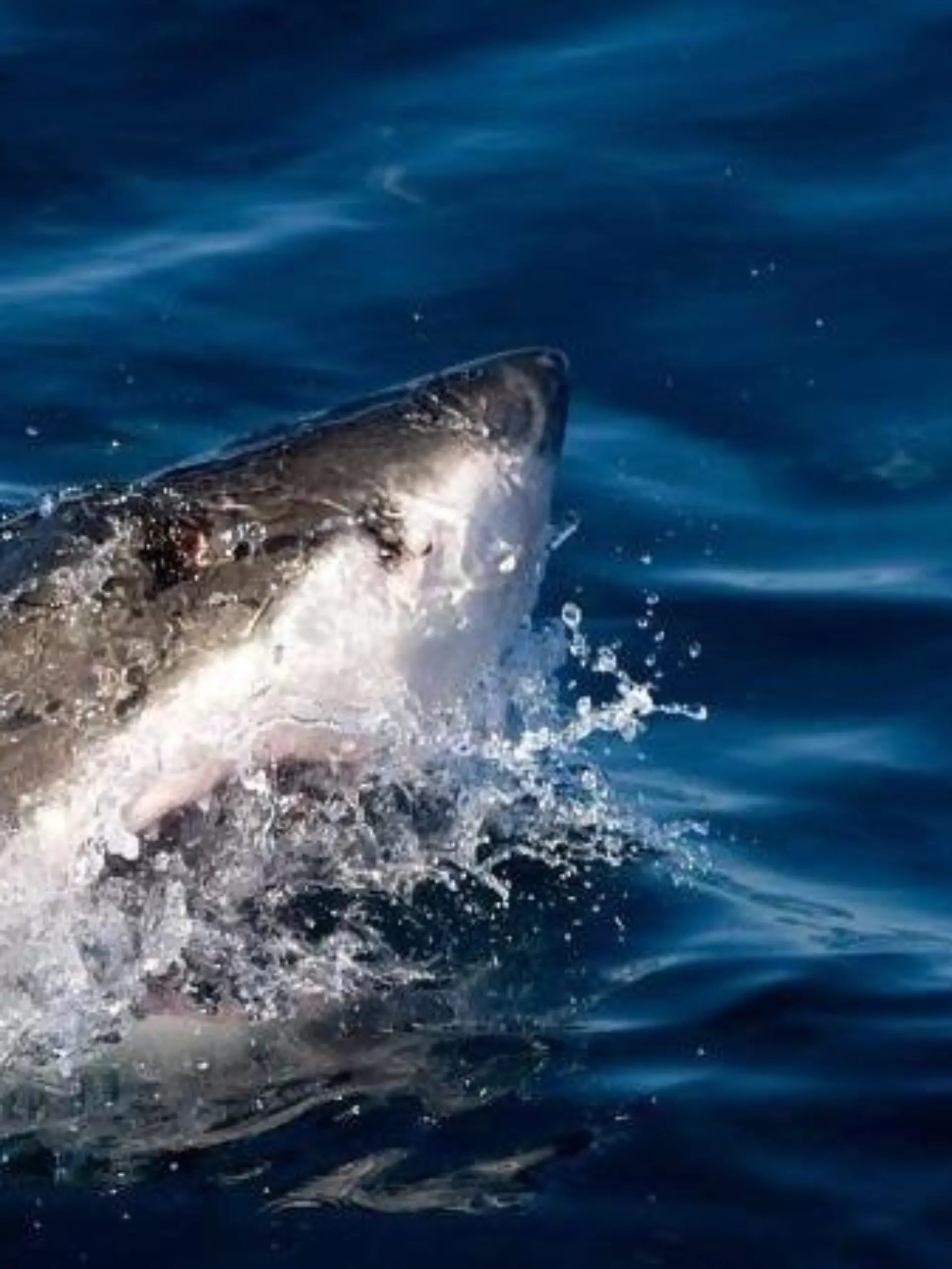 Vor der Karibikinsel Aruba ist ein Schiffbrüchiger von einem Hai getötet worden. Foto: Franck Robichon / Symbolbild