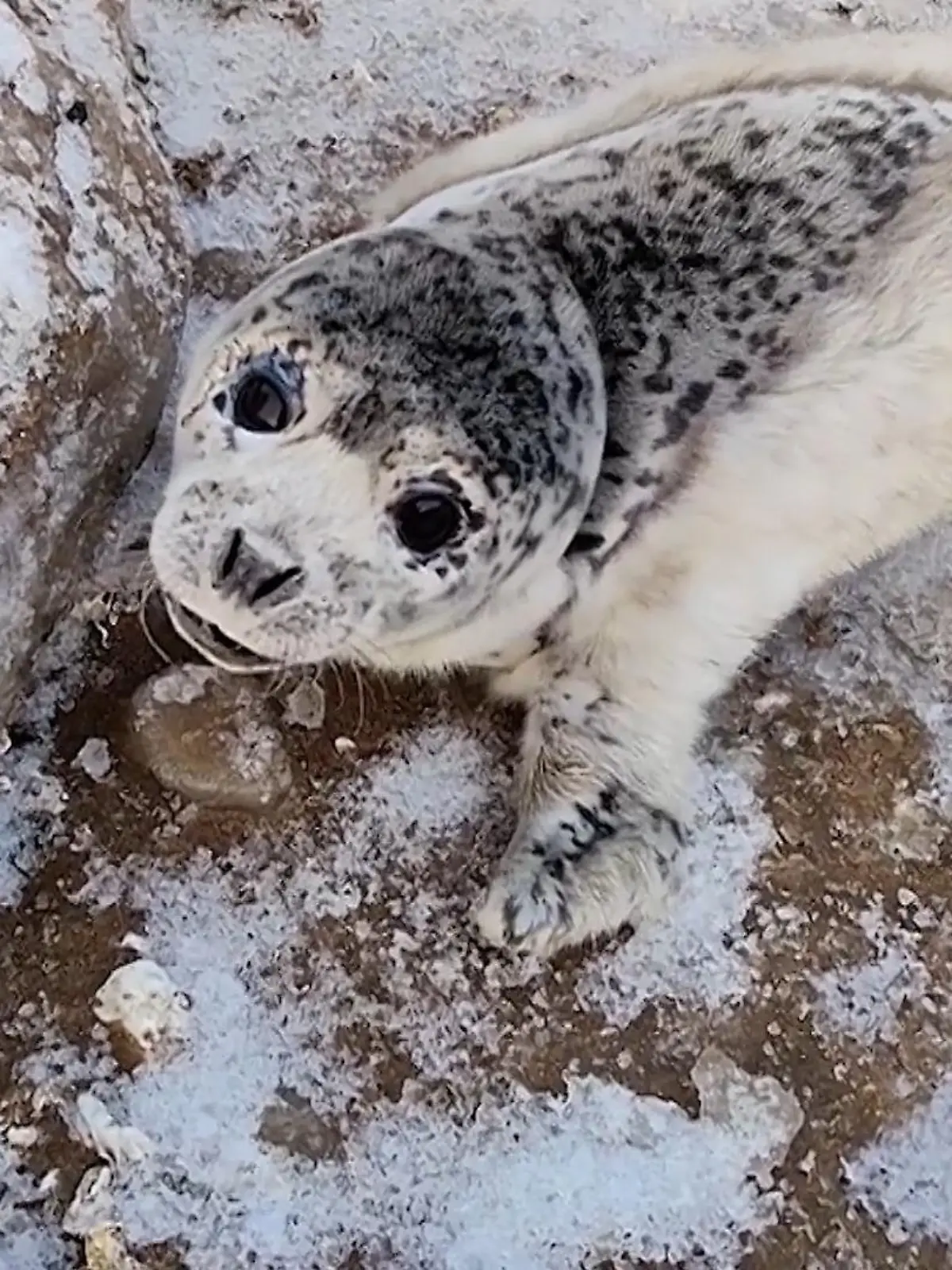 Am Donnerstag (16.02.) macht Xiao einen Spaziergang entlang der Steinküste der chinesischen Insel Juehua, als er plötzlich auf die tierischen Rufe einer kleinen Robbe aufmerksam wird. Als er auf das Tier zugeht, wird jedoch schnell klar, dass es sich um ein seltenes Exemplar der Fleckenrobbe handelt. Zu erkennen ist dieses vom Aussterben bedrohte Tier an seinem schwarz-weiß gefleckten Fell, augenscheinlich hat es sich zwischen den Felsen verirrt. Xiao informiert das Team des Dalian Wildlife Centers, welches das kleine Tier wieder aufpäppelt. Im Video sehen Sie die zuckersüße Begegnung. (hzi)
