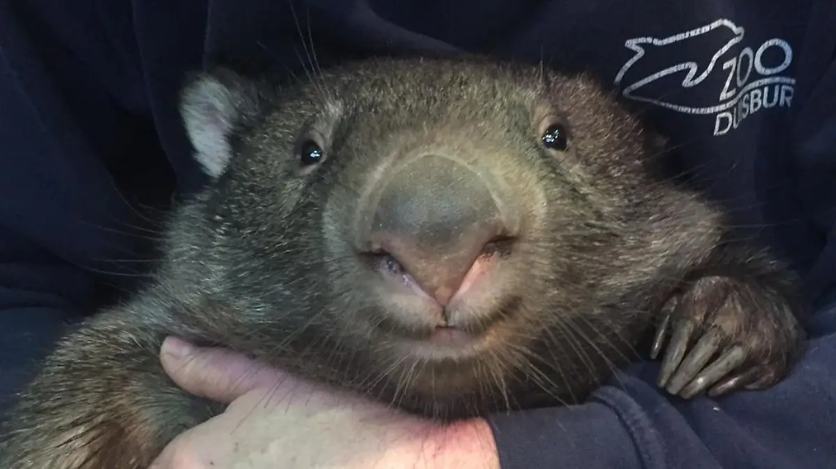 Wombat-Männchen Apari lebt im Duisburger Zoo.